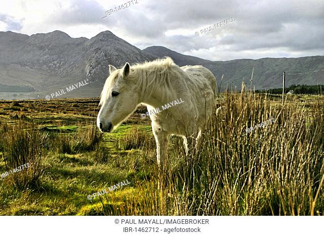 Connemara pony, Inagh Valley, County Galway, Republic of Ireland, Europe
