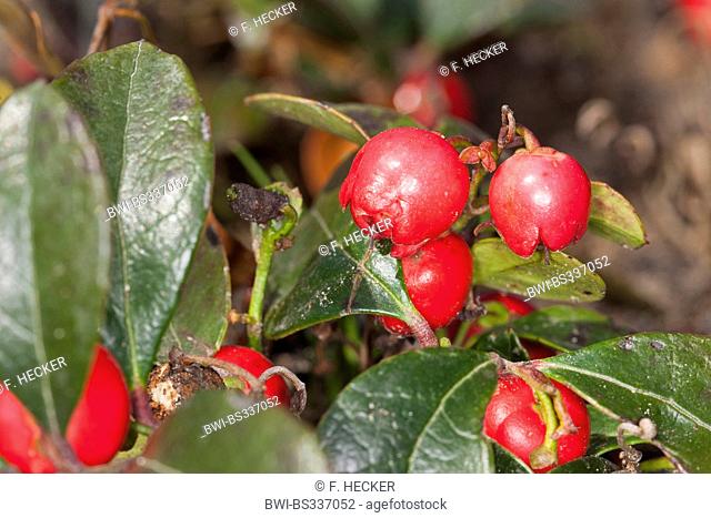 Eastern teaberry, American wintergreen (Gaultheria procumbens), fruiting