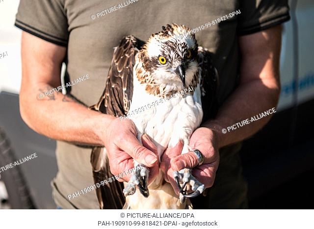 10 September 2019, Lower Saxony, Friesoythe: An osprey is captured by Klaus Meyer, head of the Rastede wildlife sanctuary