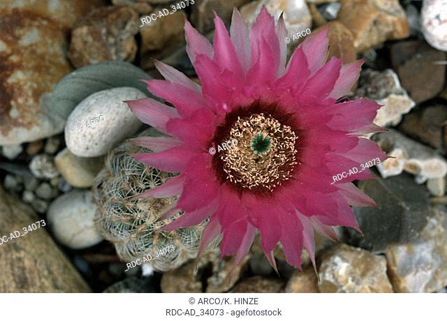 Cactus blossom Echinocereus reichenbachii
