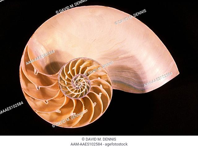 Shell: Chambered Nautlis (Nautilus macromphalus), cross section