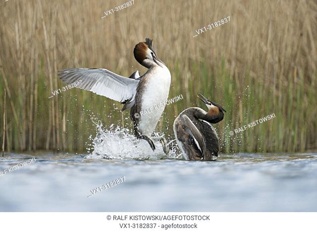 Great Crested Grebes ( Podiceps cristatus ) in aggressive fight, defensing their breeding-territories against rivals