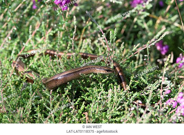 Slow-worms are semi-fossorial lizards spending much of the time hiding underneath objects. They are carnivorous and, because they feed on slugs and worms