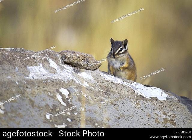 Least Chipmunk (Tamias minimus) adult, sitting on rock, Yellowstone N. P. Wyoming (U.) S. A