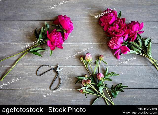 Scissors and freshly cut peonies lying on wooden surface