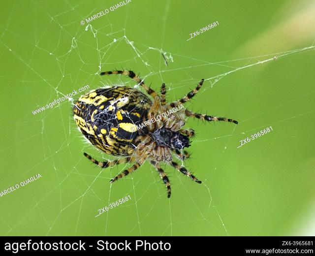 Tiger spider (Argiope bruennichi). Artiga de Lin site at Aran Valley during summer time. Lleida province, Catalonia, Spain