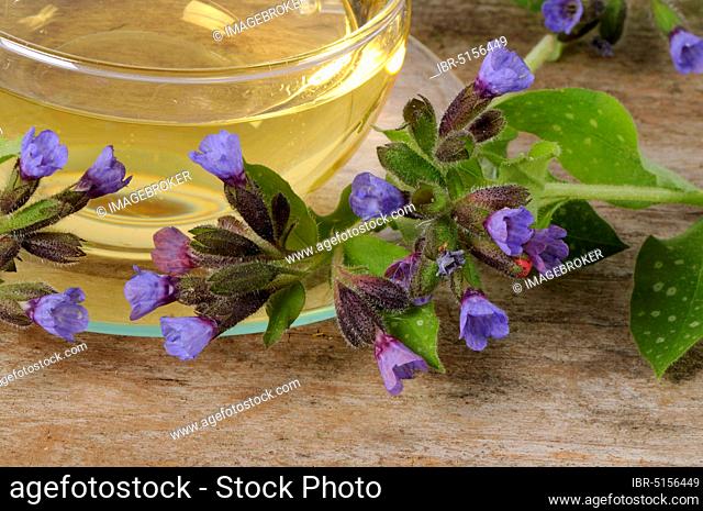 Cup of Common lungwort tea, real Common lungwort (Pulmonaria officinalis)