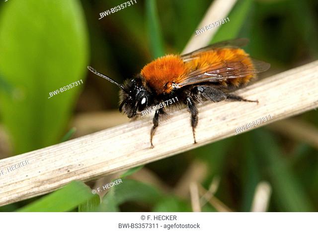 Tawny burrowing bee, Tawny mining bee, Tawny mining-bee (Andrena fulva, Andrena armata), on a stem, Germany