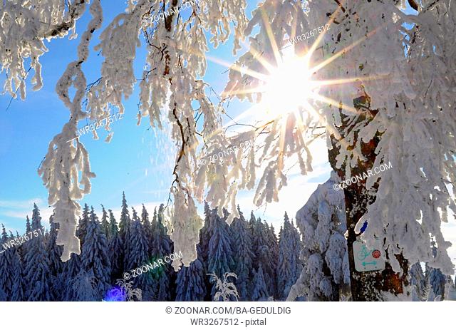 Schwarzwald im Winter, Fichtenwald, Schwarzwaldhochstraße, Schneelandschaft, verschneit, verschneiter Tannenbaum, verschneite Birkenbäume, Sonne mit Strahlen