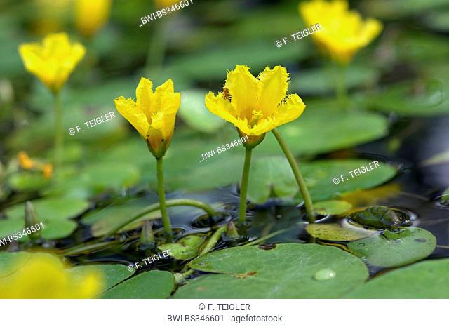 Yellow floating heart, Fringed Water Lily (Nymphoides peltata), flower, Germany