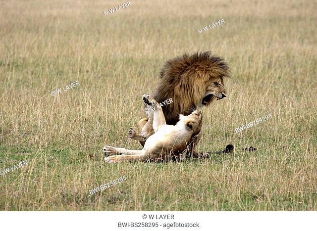 lion Panthera leo, mating, Kenya, Masai Mara National Park