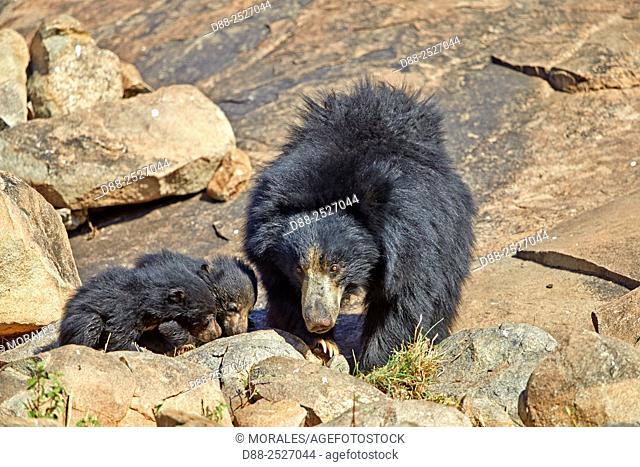Asia, India, Karnataka, Sandur Mountain Range, Sloth bear Melursus ursinus, mother with baby, mother carrying babies on the back