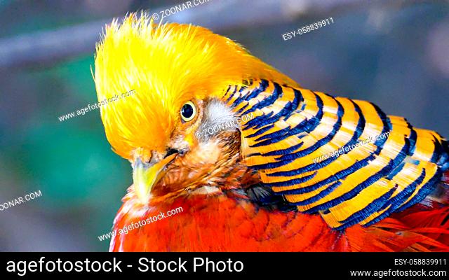 Photo Picture of a Beautiful Colored Tropical Parrot