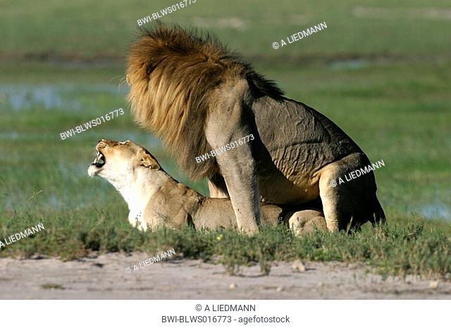 lion Panthera leo, mating, Namibia