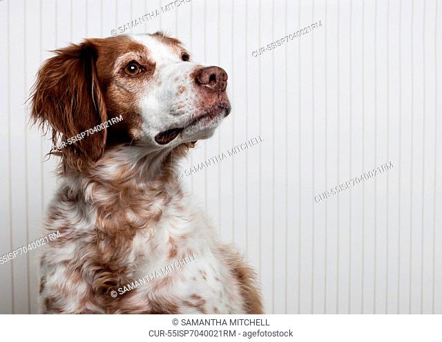 Portrait of a Brittany Spaniel