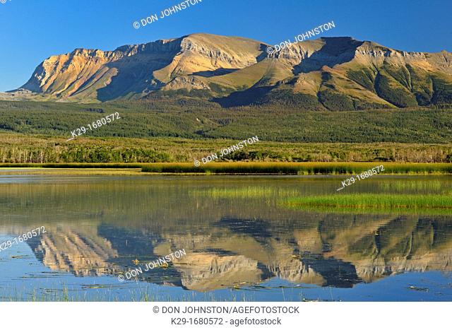 Maskinonge Ponds with reeed beds and reflections of Vimy Ridge, Waterton Lakes National Park, Alberta, Canada