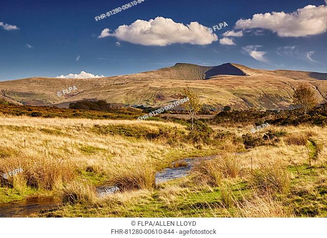 View of stream and Rowan (Sorbus aucuparia) in upland commonland, Penyfan in distance, Mynydd Illtyd Common, Brecon Beacons N.P