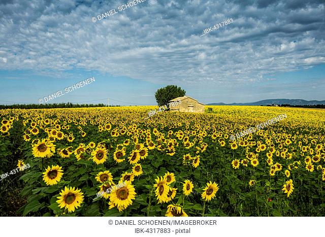 Blooming sunflower field (Helianthus), Plateau of Valensole, near Valensole, Provence-Alpes-Côte d'Azur, France