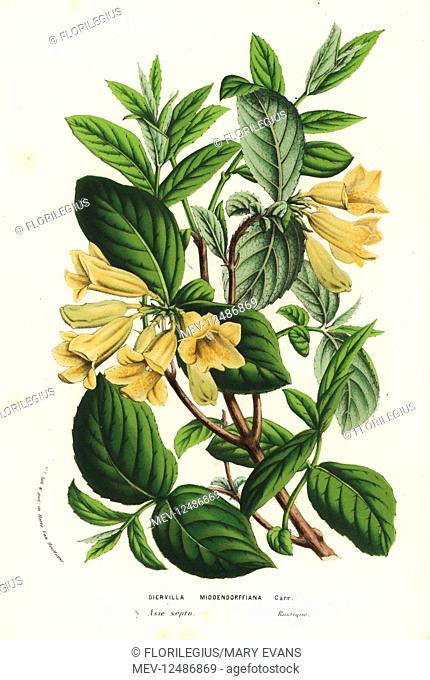 Bush honeysuckle or ukon utsugi, Weigela middendorfiana (Diervilla middendorffiana). Handcoloured lithograph from Louis van Houtte and Charles Lemaire's Flowers...