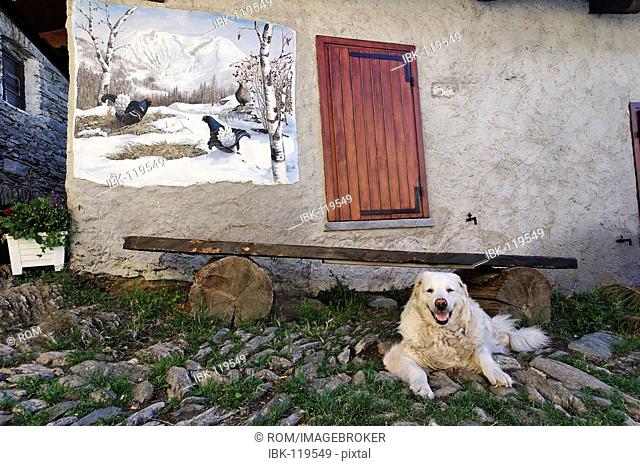 Dog in mountain village, Usseaux, Piedmont, Italy