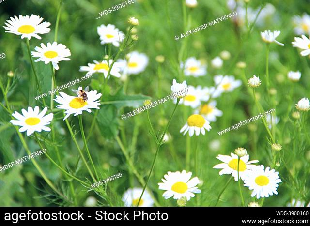Flowers of white beautiful chamomiles blossoming in field. Summer chamomiles. Herbal flowers