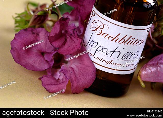 Bottle with Bach Flower Stock Remedy 'Himalayan Balm', Bottle with Bach Flower Drops, 'Indian (Impatiens glandulifera) Balsam', Glandular Balsam, Balsam plants