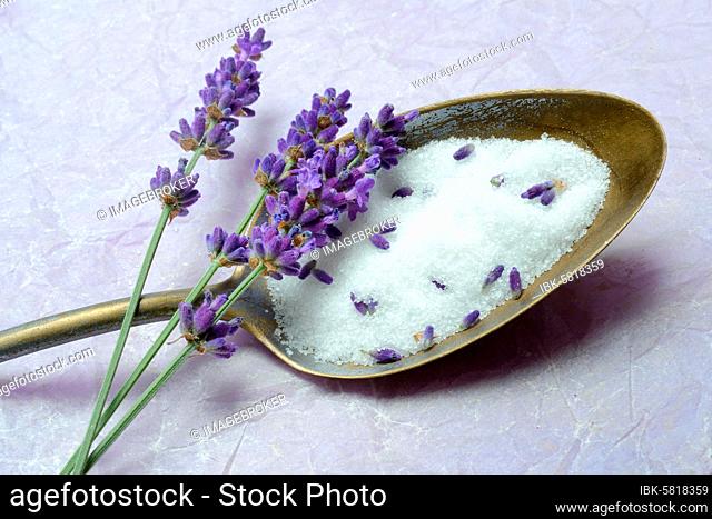 Lavender sugar in spoon and lavender flowers, Germany, Europe