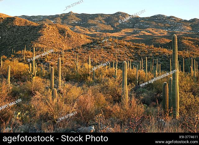 Desert landscape in late afternoon sunlight in Saguaro National Park East District, Arizona