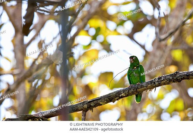 Wild Puerto Rican Parrot in Rio Abajo Forest, (Amazona vittata) Puerto Rico Endangered Species, Recovery Project