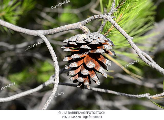 Aleppo pine (Pinus halepensis) is a coniferous tree native to Mediterranean Basin. It is specially abundant in eastern Spain. Cone detail