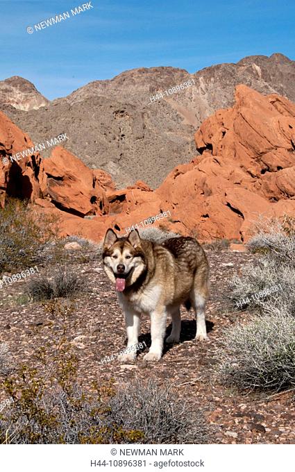 Malamute dog, Lake Mead National Recreation Area, Nevada, March, dog, portrait, animal, USA, North America, America, wild, Natio