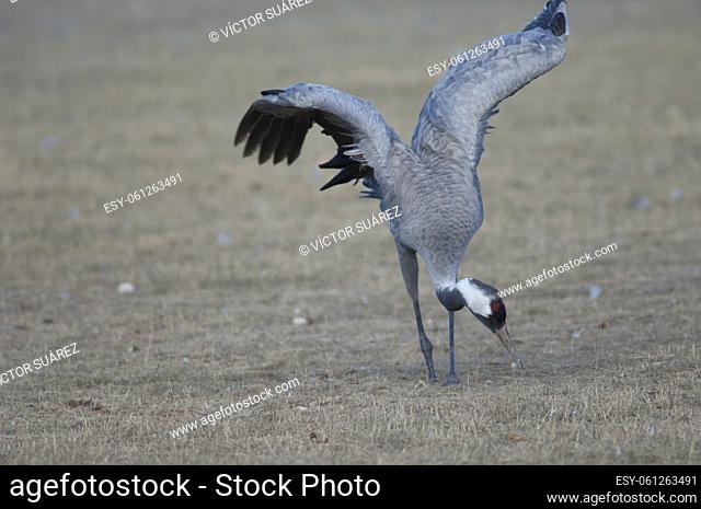 Common crane (Grus grus) without part of one leg searching for food. Gallocanta Lagoon Natural Reserve. Aragon. Spain