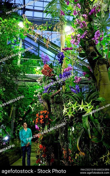 18 February 2023, Saxony, Leipzig: In a greenhouse of the Botanical Garden of the University of Leipzig. An orchid show will be held there from Feb