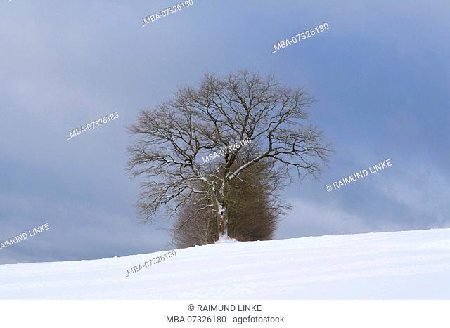 Landscape in winter, Katzenbuckel, Waldbrunn, Odenwald, Baden-Wurttemberg, Germany