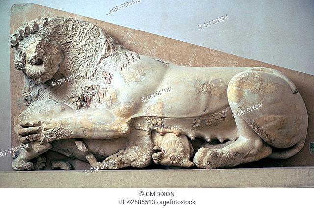 Sculpture of a lioness devouring a bull, from the pediment of the original Parthenon, from the Acropolis Museum's collection in Athens, 6th century BC