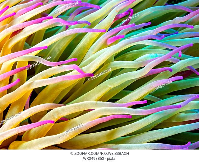 Nahaufnahme einer Sandgoldrose(Condylactis aurantiaca) im Mittelmeer