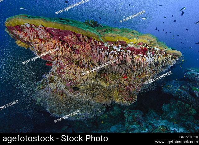 Coral block of mountain coral (Porites lutea) is covered by soft corals (Dendronephthya) on the sides, red sea dwarf sweeper (Parapriacanthus guentheri) in the...