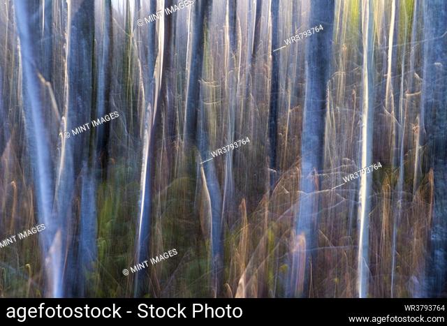 Blurred abstract view of alder tree trunks, in a forest