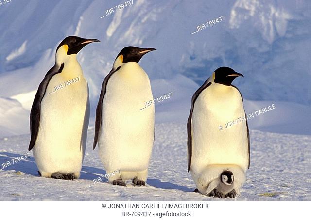 Emperor Penguins (Aptenodytes forsteri), Dawson-Lambton Glacier, Antarctica