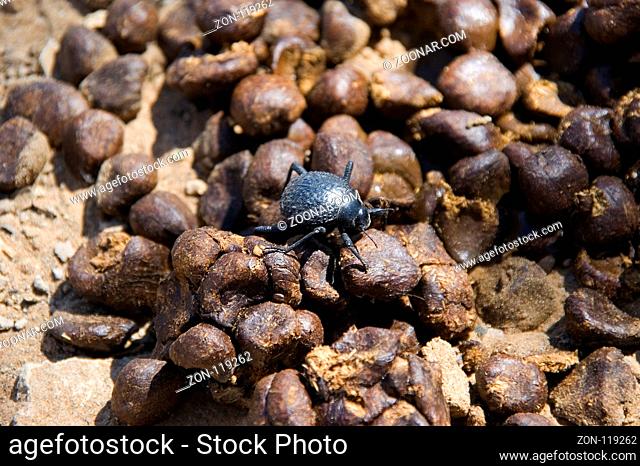 Dung beetle during his lunchtime in a big heap of oryx dung