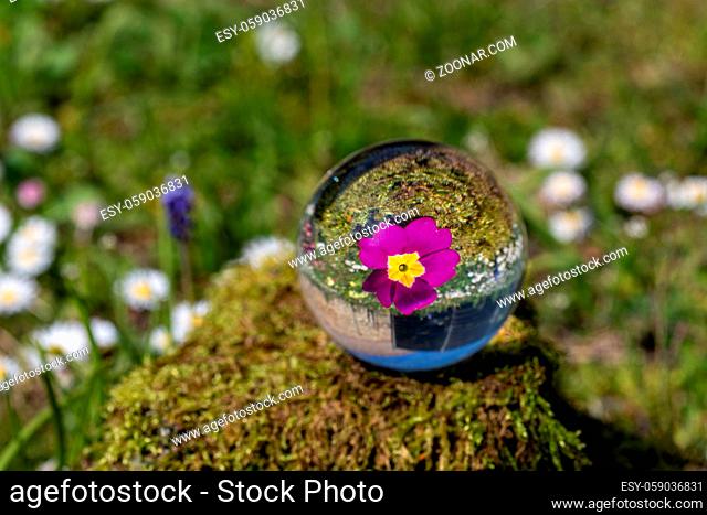 Crystal ball with purple primrose blossom on moss covered stone surrounded by a flower meadow