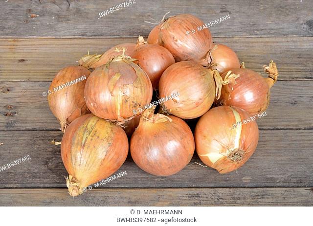 Garden onion, Bulb Onion, Common Onion (Allium cepa), fresh garden onions
