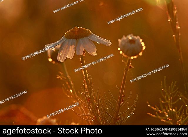 21 June 2023, Saxony-Anhalt, Halberstadt: Morning dew surrounds a chamomile plant in a field near Halberstadt. At the astronomical beginning of summer