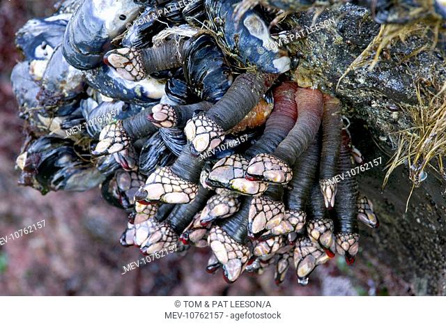 Goose Barnacles (Pollicipes polymerus)