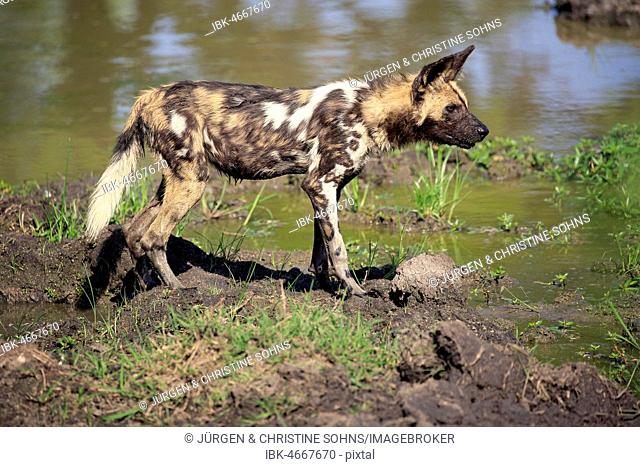 African wild dog (Lycaon pictus), adult on the water, alert, Sabi Sand Game Reserve, Kruger National Park, South Africa