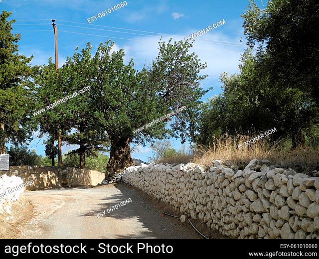 Kritsa, Kreta, griechenland, crete, weg, feldweg, baum, olivenbaum, schotterweg, pittoresk, wanderweg, bäume, plantage, olivenbaumplantage, olivenplantage