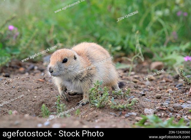 Black Tailed Prairie Dog, First Peoples Buffalo Jump State Park Montana