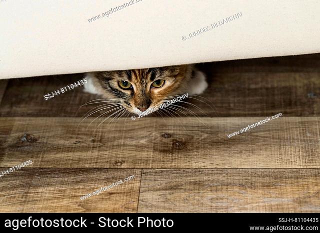 American Longhair, Maine Coon. A kitten hiding under a sofa. Germany