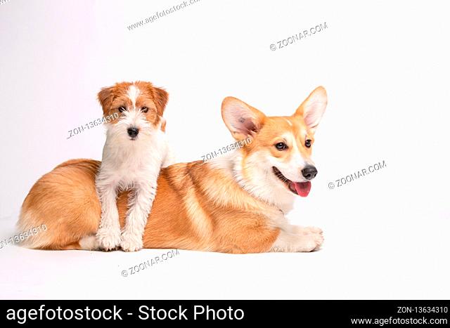 Corgi and Jack Russel terrier Fluffy puppies Dog in studio