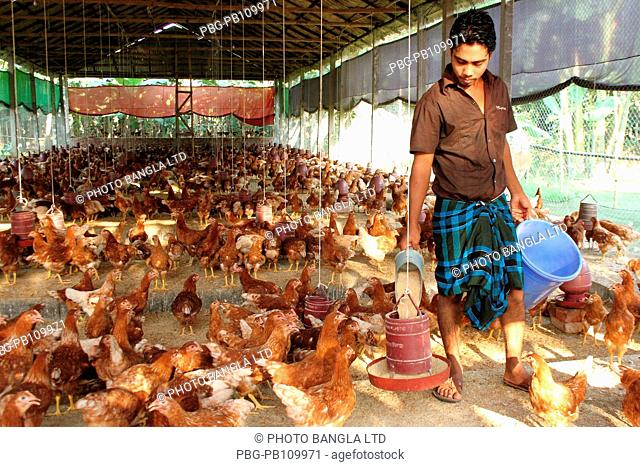 A man feeds to chicken at poultry farm at Gafargaon Mymensingh, Bangladesh October 2010